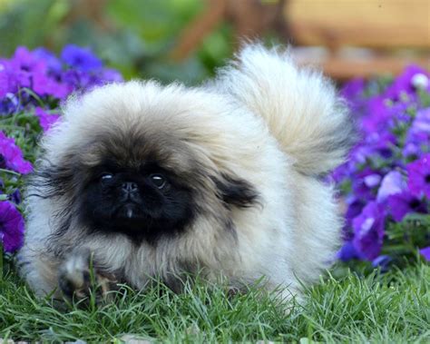 Too cute Peke puppy! | Pekingese dogs, Cute dog memes, Pekingese