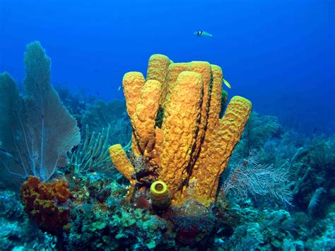 18 Sea Sponge Facts About These Underwater Wonders - Facts.net