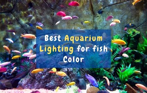 TOP 10 Best aquarium lighting for fish color (2021 Fish Tank Guide)