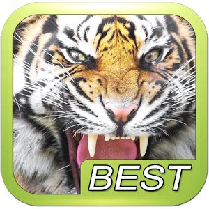 Download Tiger Sounds HD Google Play softwares - ahWhCRxKqjKi | mobile9