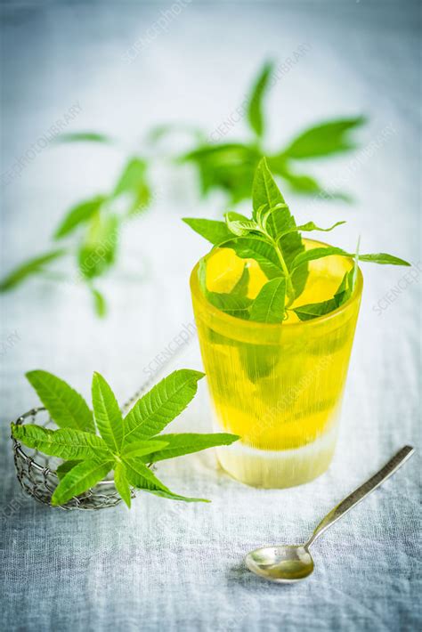 Lemon verbena tea - Stock Image - C037/4181 - Science Photo Library