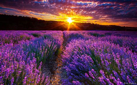 Lavender Fields France Wallpapers - Wallpaper Cave