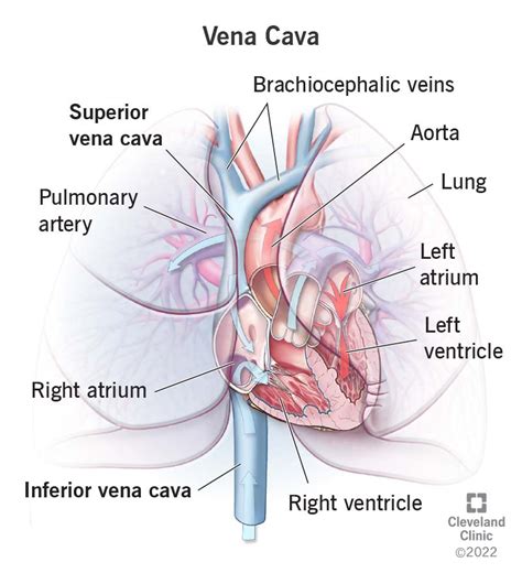 Vena Cava: Function and Anatomy