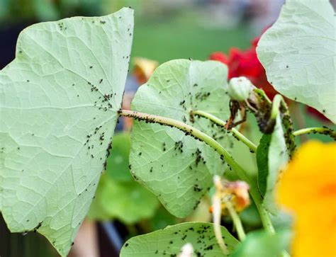 How To Get Rid of Aphids on Tomato Plants - Tomato Bible