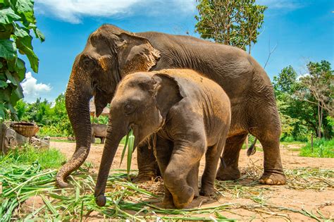 What They Don't Tell You About Elephant Sanctuaries in Thailand