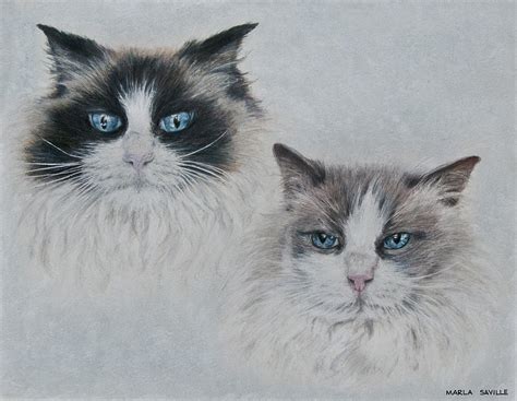 Blue Eyed Cats Drawing by Marla Saville - Fine Art America