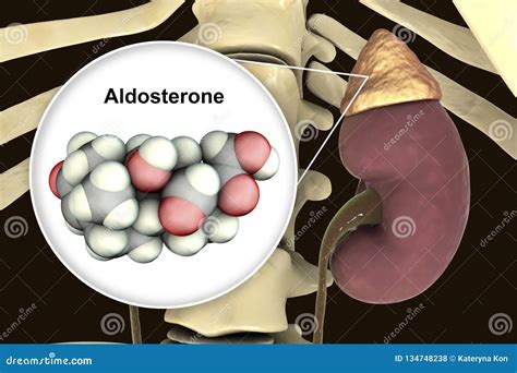 Aldosterone Hormone Produced By Adrenal Gland Stock Illustration ...