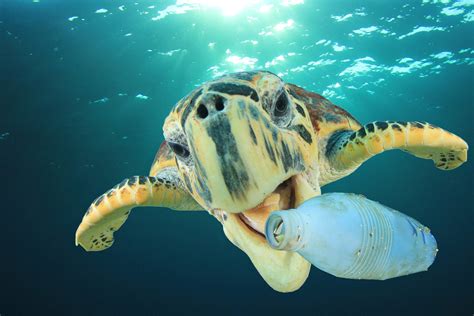 Point: Want Less Ocean Plastic Pollution? Make Less Plastic – InsideSources