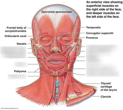 2.B Anatomy: Cheeks, Lips, & Muscles Diagram | Quizlet