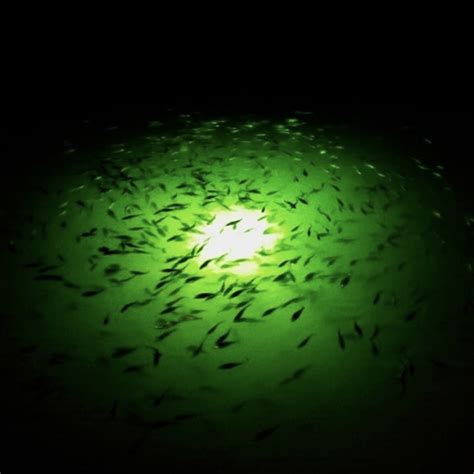 What Kind Of Lights Attract Fish? – Underwater Fish Light