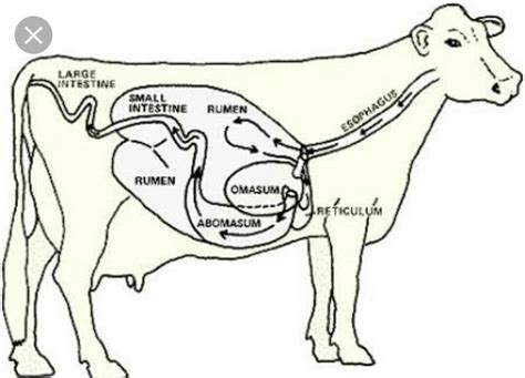 describe the digestive system of a ruminant. - Brainly.in