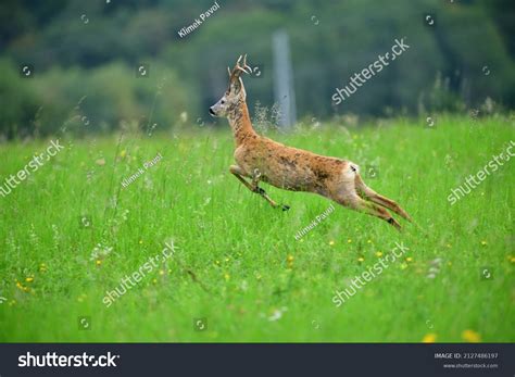 10,788 Roe deer fawn Images, Stock Photos & Vectors | Shutterstock