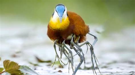 20 Rarest Birds In The World - YouTube