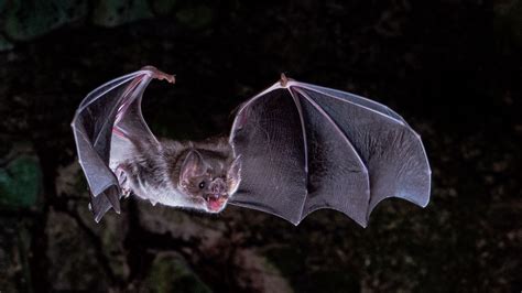 Lost genes may help explain how vampire bats survive on blood alone ...