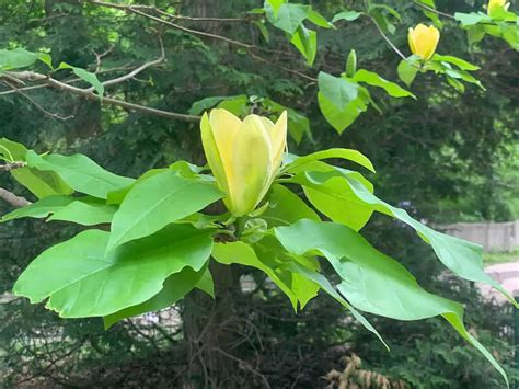 How to Grow and Care For Yellow Bird Magnolia Tree - Plantglossary