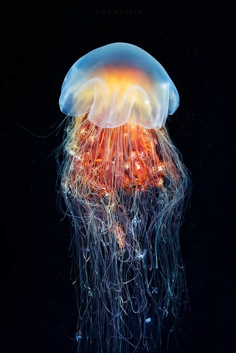 The Lion's mane jellyfish (cyanea capillata) has been observed to grow ...