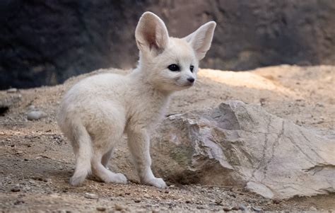 Baby Fennec Foxes