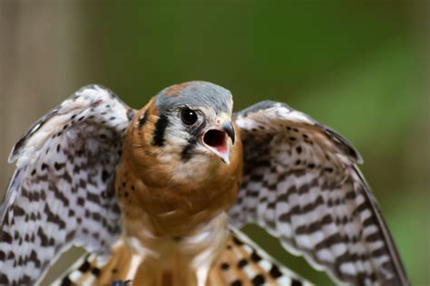 Hawks and Falcons | Blandford Nature Center