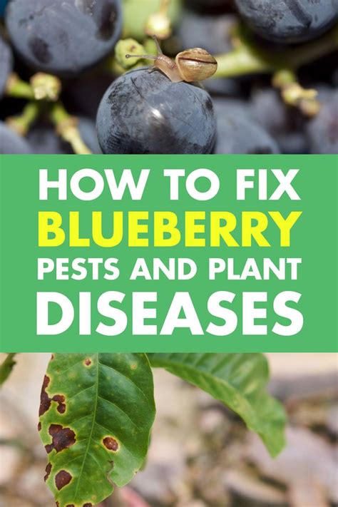 Blueberry Pests and Plant Diseases | Blueberry gardening, Blueberry ...