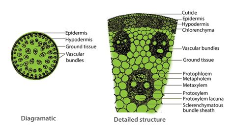 class on structure of monocot stem - YouTube