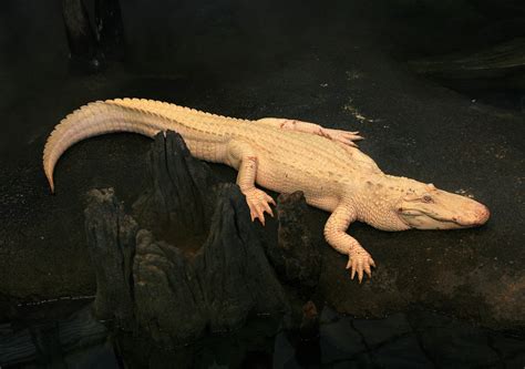 File:Albino Alligator 2008.jpg - Wikipedia