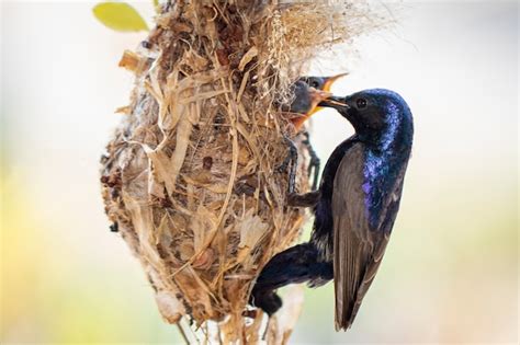 Premium Photo | Image of purple sunbird feeding baby bird in the bird's ...