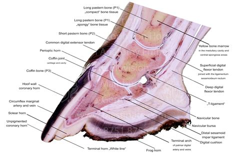 Pferd Huf Anatomie Lehre Diagramm Abschnitt anatomische Pferde | Etsy