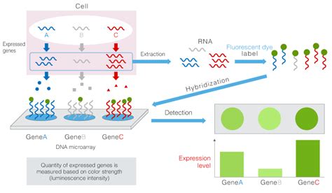 Outline of detection method of genes by DNA microarrays | 3D-Gene ...