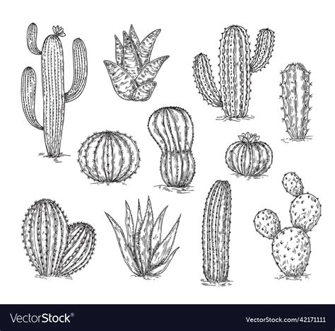 Sketch cacti collection cactus drawing ink Vector Image