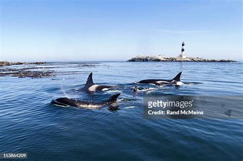 413 Killer Whale Pod Stock Photos, High-Res Pictures, and Images ...