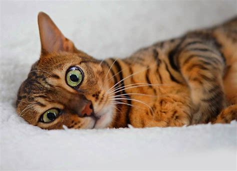 Bengal Cat Personality - Ashmiyah Bengal Cats