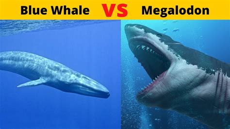 Shark Vs Blue Whale