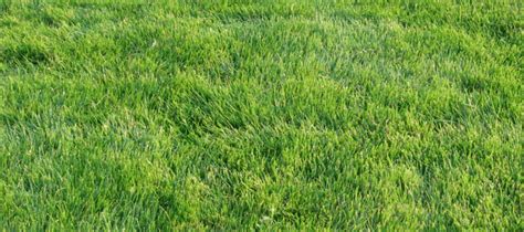 Zoysia Grass Maintenance: Advice From The Experts | ABC Blog