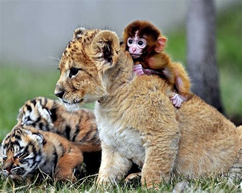 Cute Baby Wild Animals Wallpapers - Wallpaper Cave