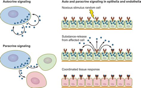 Renal Autocrine and Paracrine Signaling: A Story of Self-protection ...