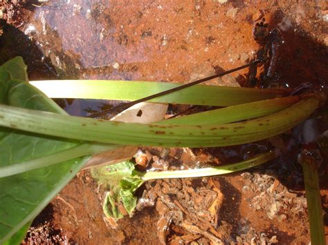 diseases - How do I treat rhubarb rust? - Gardening & Landscaping Stack ...