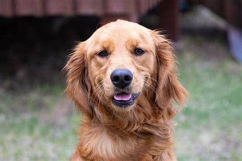 The Best Golden Retriever Names - 525+ Unique Ideas