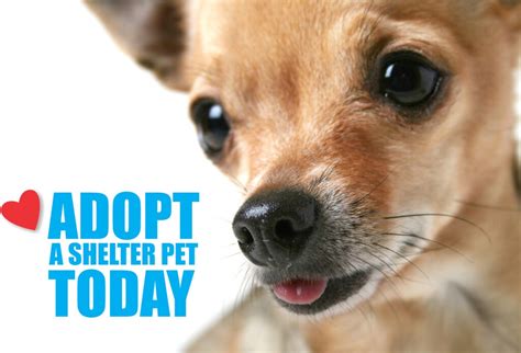 Adopt a Dog in Miami | Humane Society of Miami