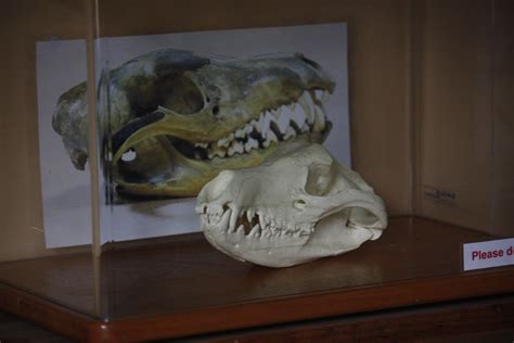 Thylacine (Tasmanian Tiger) Skull | Seen at Devils@Cradle, a… | Flickr