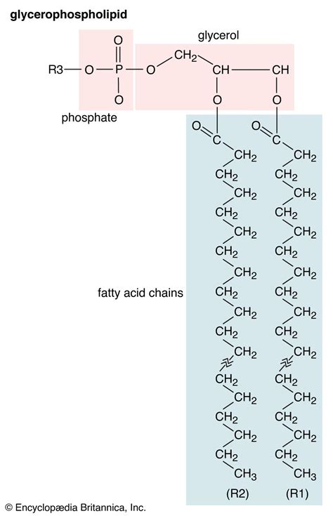 Simple Structure Of Lipids