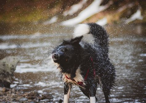 Common Causes of Head Shaking and Painful Ears in Dogs | FirstVet