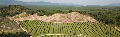 Palm Oil Deforestation: How To Minimize Negative Effects