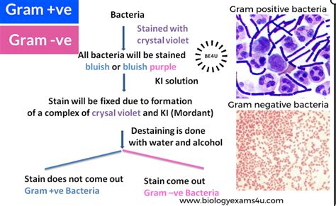 How Gram Stain works? Gram Staining Principle: Step by step procedure ...