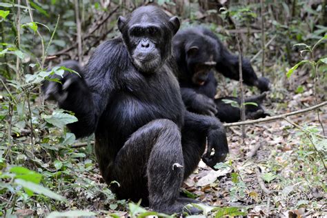 Uganda Wildlife – Ramdas Iyer Photography