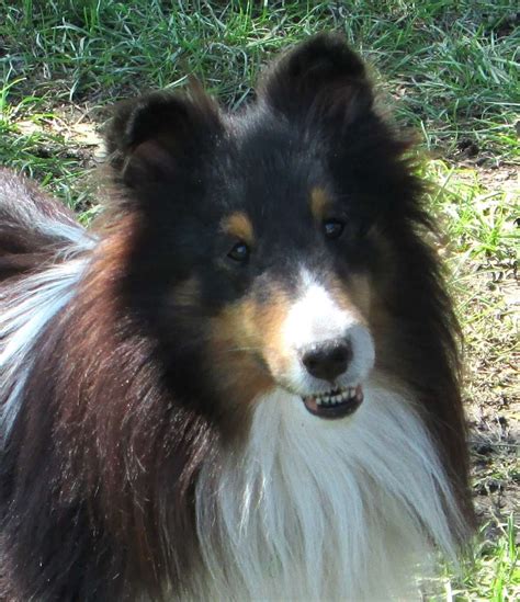 CISR - Sheltie Colors