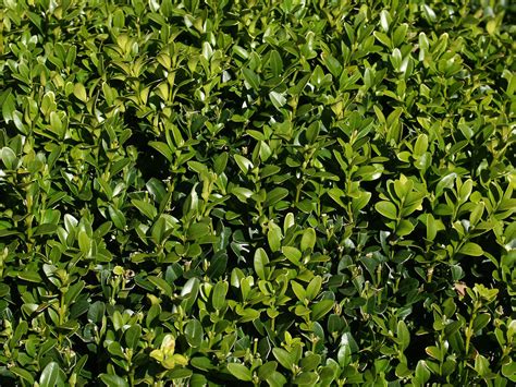 Buxus sempervirens - Plant ID @ HCP