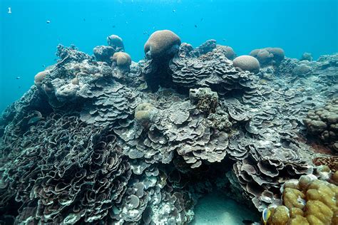 Lakshadweep coral reefs undergoing severe bleaching - Chinmaya IAS ...