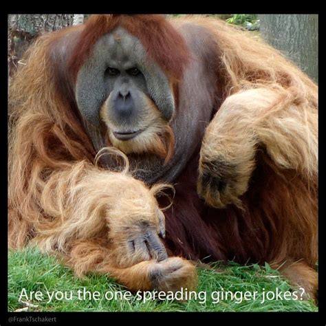 Ginger jokes, anyone? | Ginger jokes, Jokes, Funny pictures