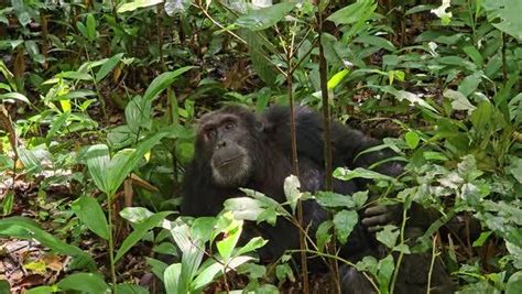 Chimpanzee in its natural habitat Ngogo forest, Uganda, Nature Stock ...