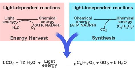 Equation For Light Reaction - Tessshebaylo